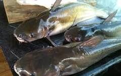 How To Start A Fish Farming Business