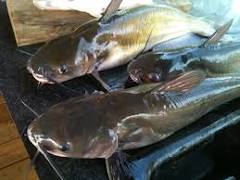 How To Start A Fish Farming Business