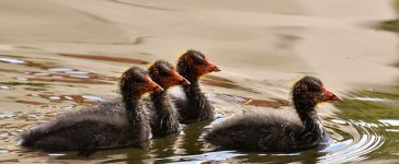 The Impact of Leadership Styles on Employee Engagement and Productivity