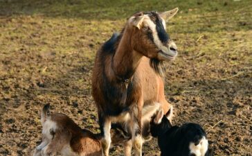 How to Start Goat Farming: A Complete Guide