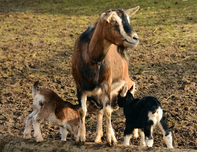How to Start Goat Farming: A Complete Guide